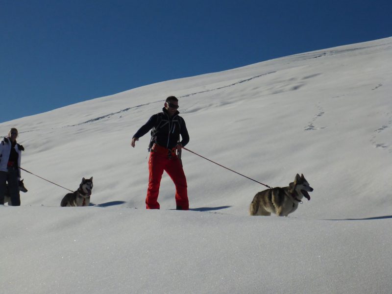 Schneeschuhtour Huskies